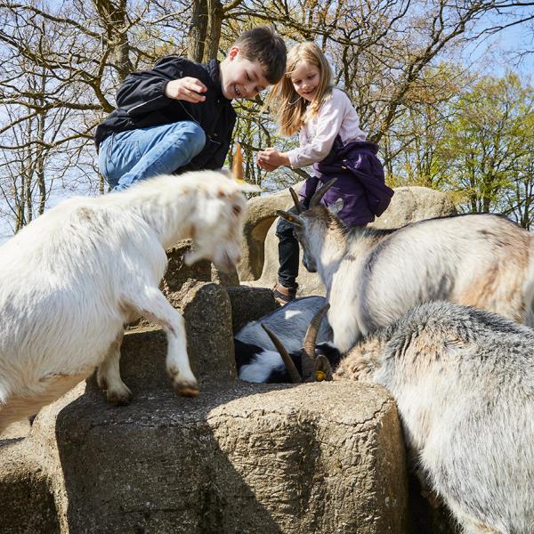 Ein Junge und ein Mädchen streicheln die niedlichen Ziegen im Tiergehege. Besucht aber auch einen der Spielplätze oder unternehmt einen Spaziergang durch den Garten und betrachtet die vielen interessanten Pflanzen und einzigartigen Blumen.