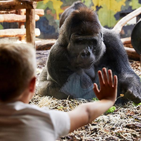 Erlebt Tiere aus Südamerika, Nordamerika und Afrika aus nächster Nähe, zum Beispiel Zebras und Giraffen – oder wie dieser Junge einen Gorilla. Lasst euch aber auch die vielen Spielplätze nicht entgehen. Erlebt einen großartigen Urlaub im LEGOLAND® Billund Resort.