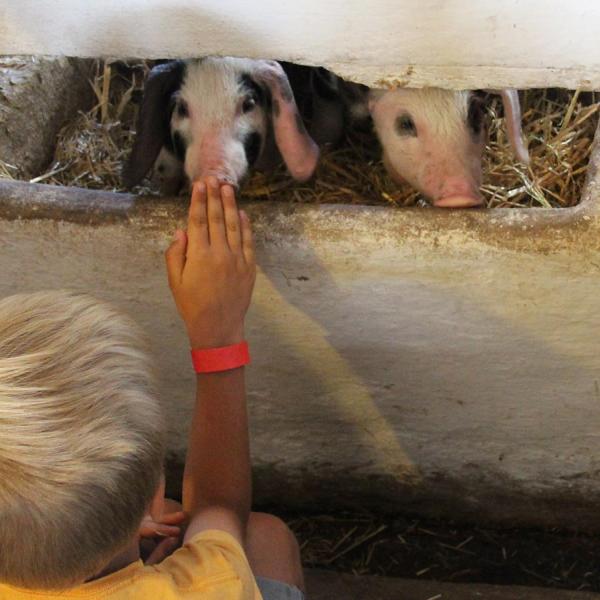 Ein kind streicht zwei Ferkel. Genieß einen aktiven Familienurlaub im LEGOLAND® Billund Resort.