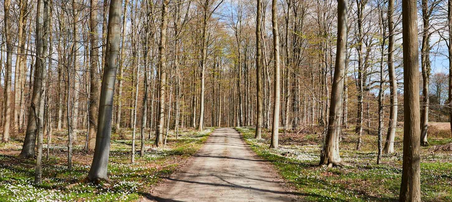 Løverodde og Stenderupskov i Naturpark Lillebælt