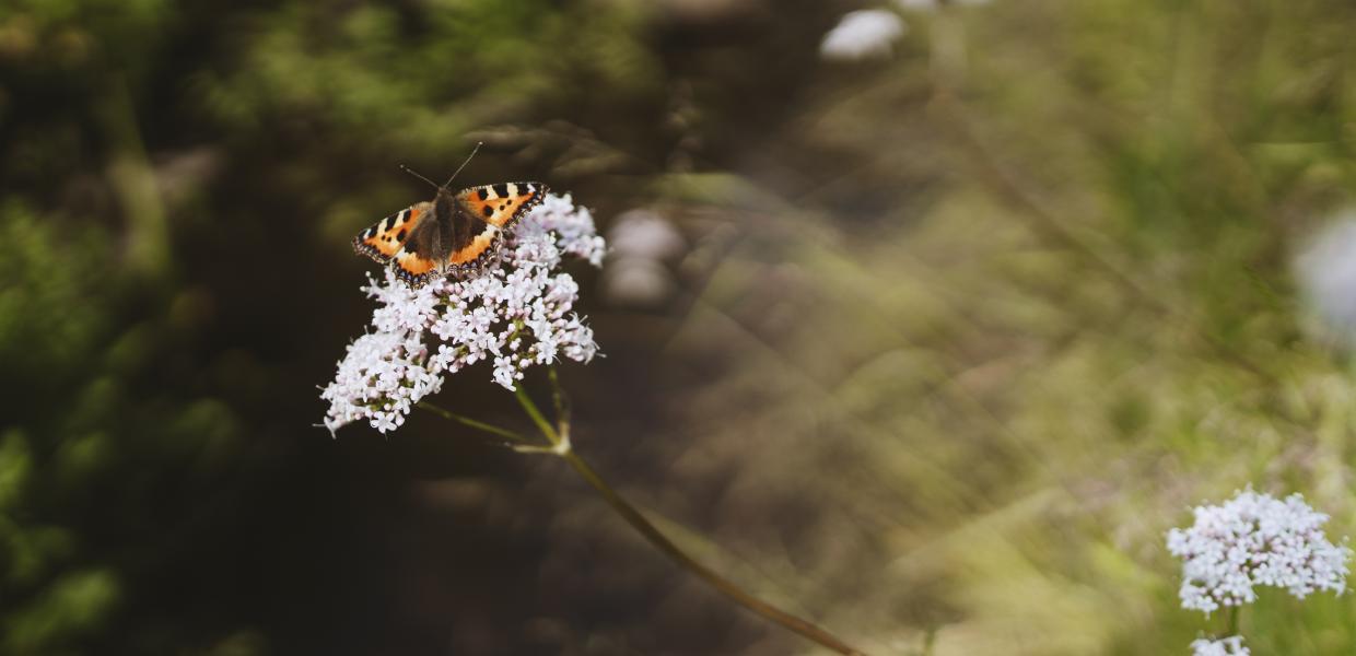 Sommerfugl