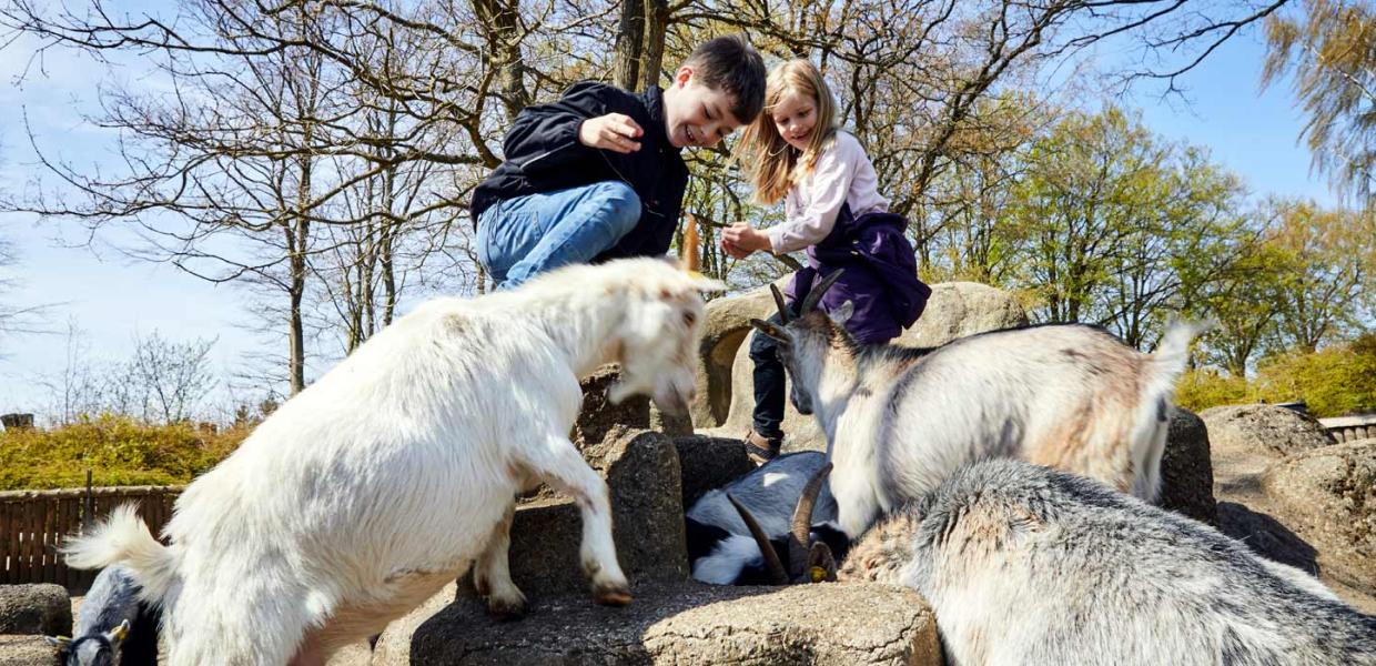 Børn i dyrefolden i Geografisk Have i Kolding