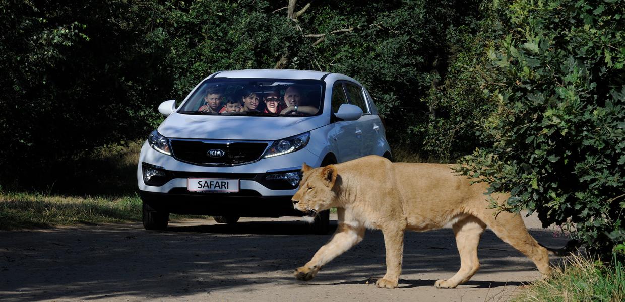 Unternehmt eine Autosafari im GIVSKUD ZOO und erlebt Tiere aus Südamerika, Nordamerika und Afrika. Diese eindrucksvollen Löwen haben keine Angst vor den Autos und kommen ganz nah an sie heran.