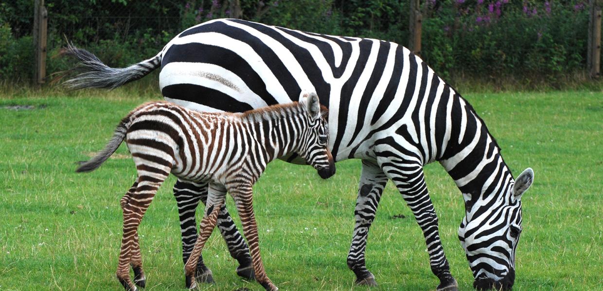 GIVSKUD ZOO_Zebras