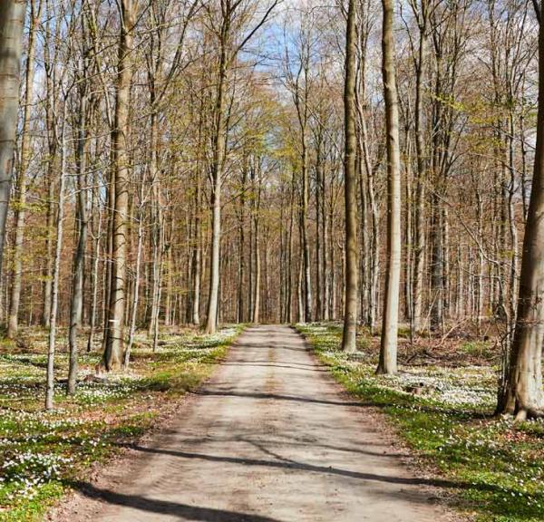 Løverodde og Stenderupskov i Naturpark Lillebælt