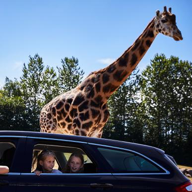 Unternehmt eine Safari im GIVSKUD ZOO und bekommt Löwen, Zebras und mehr zu sehen. Oder erlebt die wunderschönen Giraffen ganz aus der Nähe, denn hier können Familien die Tiere durch die heruntergelassenen Fenster beobachten.