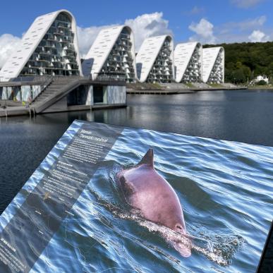 Maak een walvissafari in de Lillebaelt in Zuidoost Jutland, Denemarken