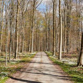 Løverodde og Stenderupskov i Naturpark Lillebælt