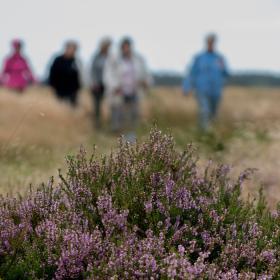 Moor landscape in Vejle